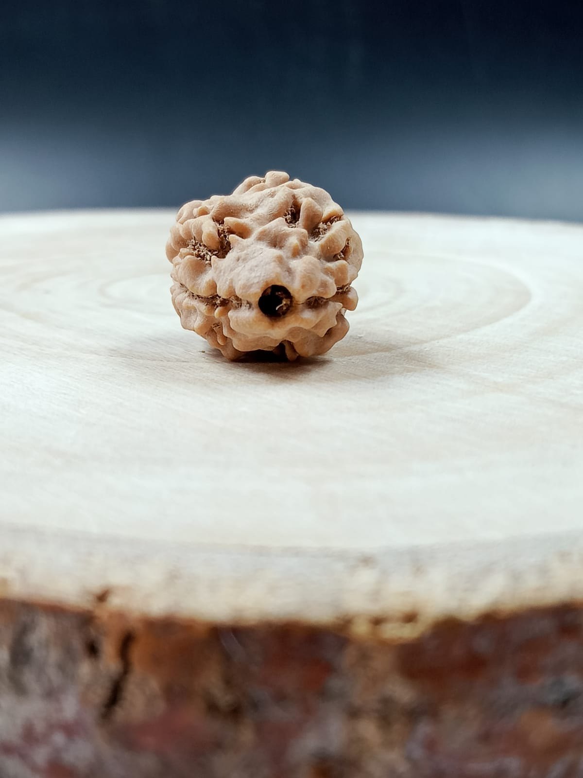 NATURAL 2 MUKHI NEPAL RUDRAKSHA