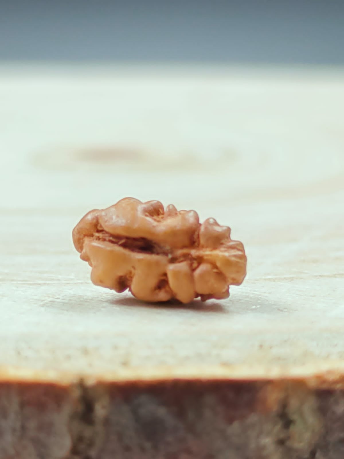 NATURAL 1 MUKHI INDONESIA RUDRAKSHA