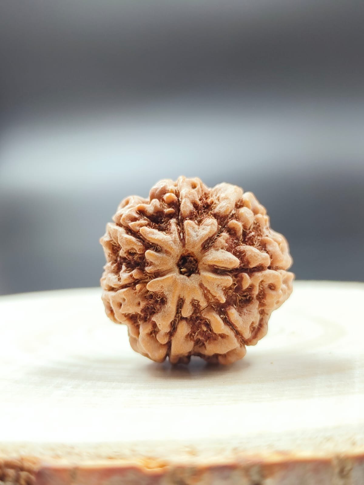 NATURAL 7 MUKHI NEPAL RUDRAKSHA